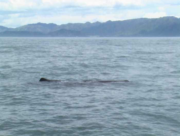 Kaikoura - South Island